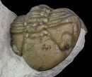Detailed Lochovella (Reedops) Trilobite Pair - Oklahoma #68638-5